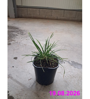 Sesleria heufleriana C 2 L